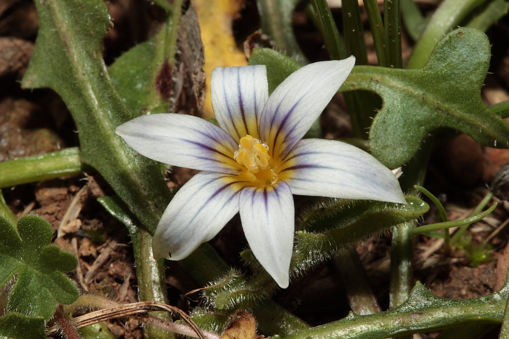 Romulea a confronto (R. columnae e R. ramiflora)